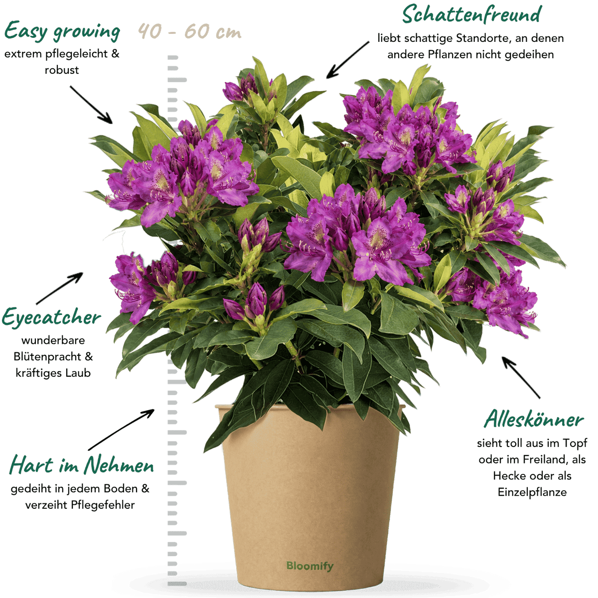 NoDrama-Rhododendron lila "Romy"