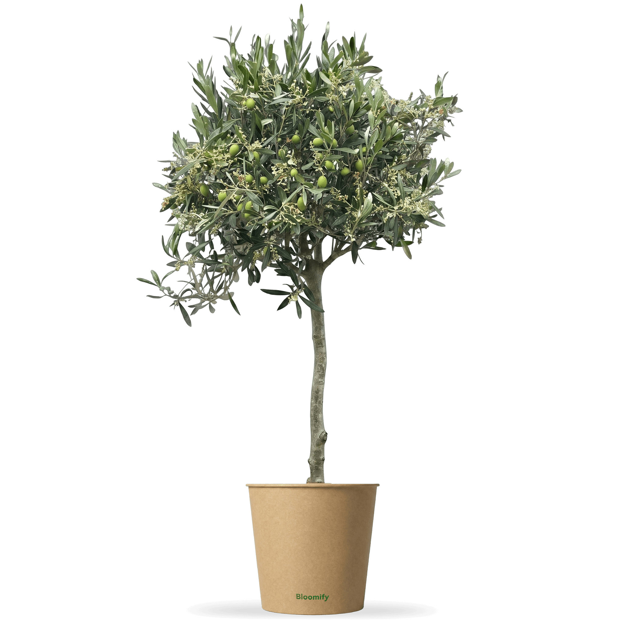 Olivenbaum 