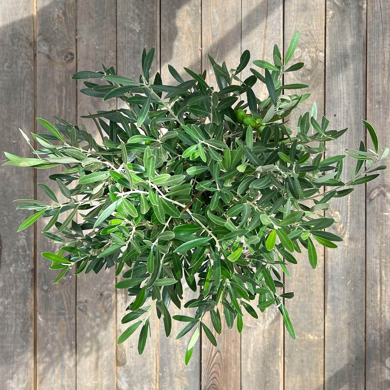 Olive "Olivia"