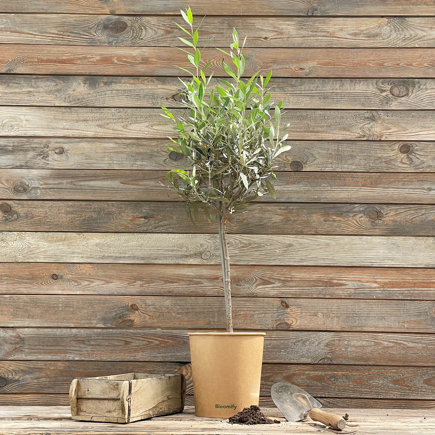 (B-Qualität) Olive "Olivia"