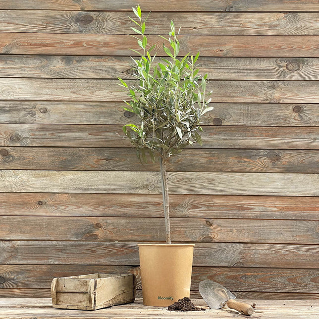 (B-Qualität) Olive "Olivia"