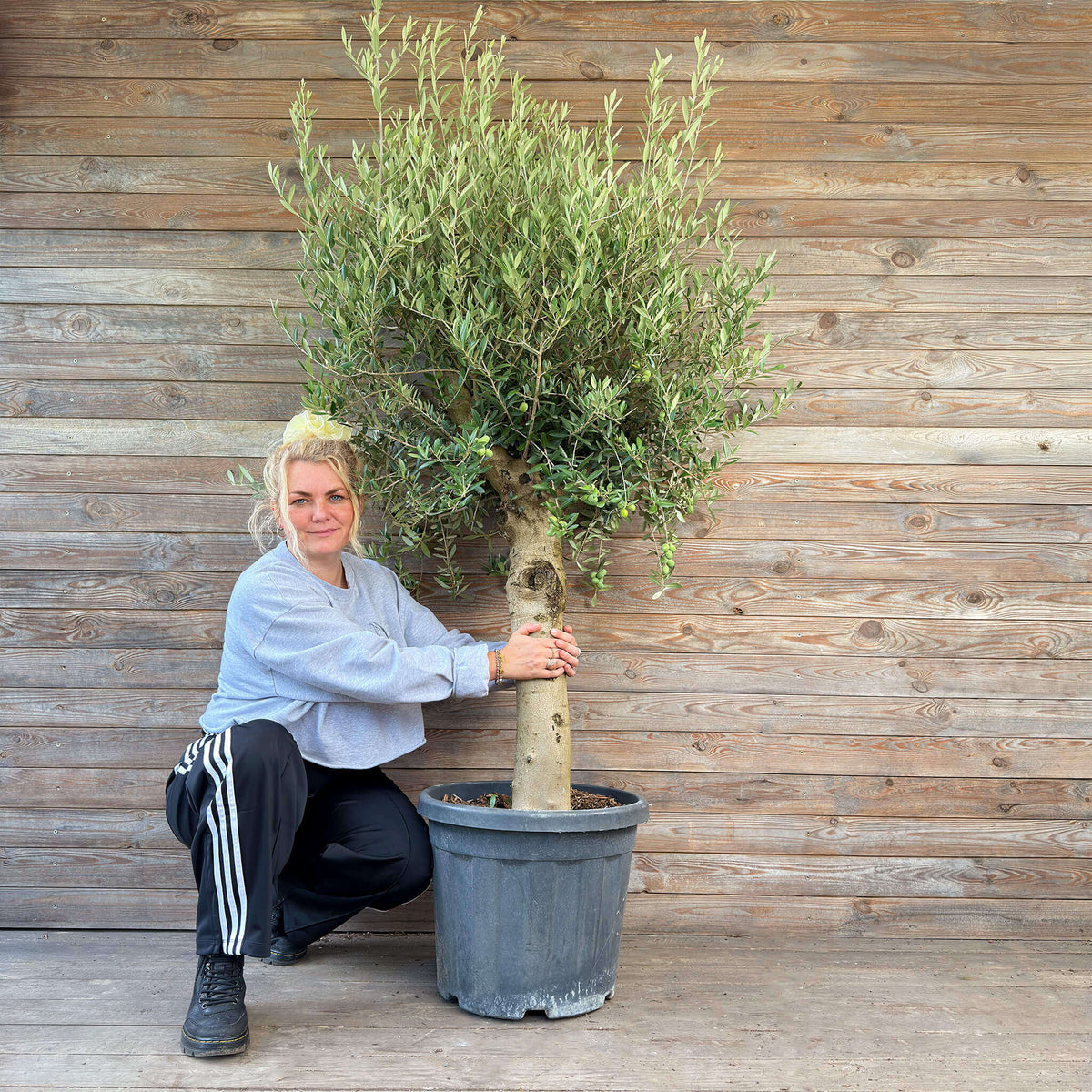 Olivenbaum XXL "Olivia"
