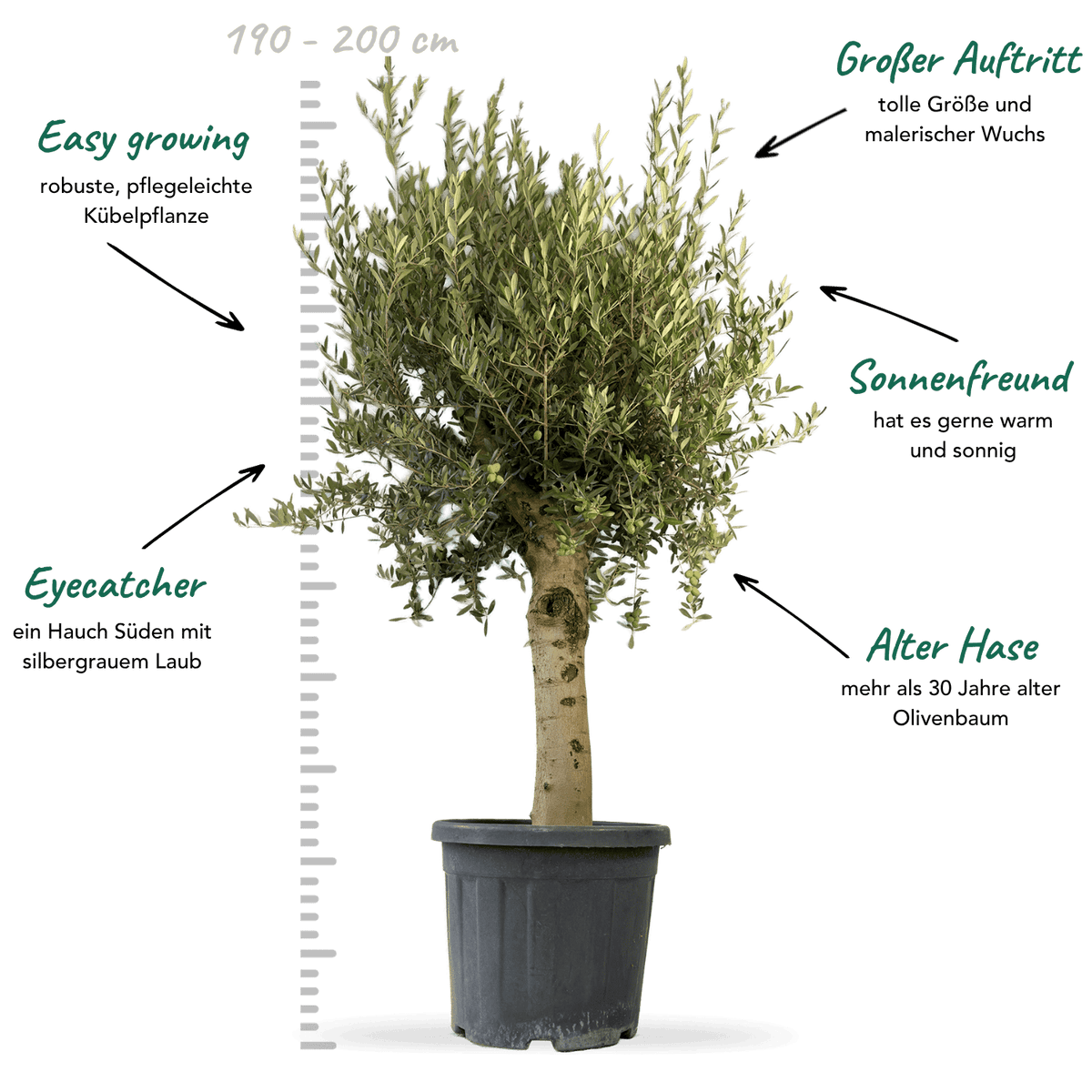 Olivenbaum XXL "Olivia"