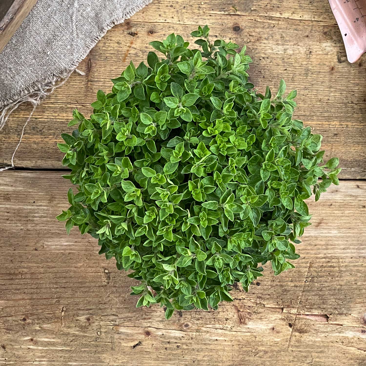 Oregano "Ornella"