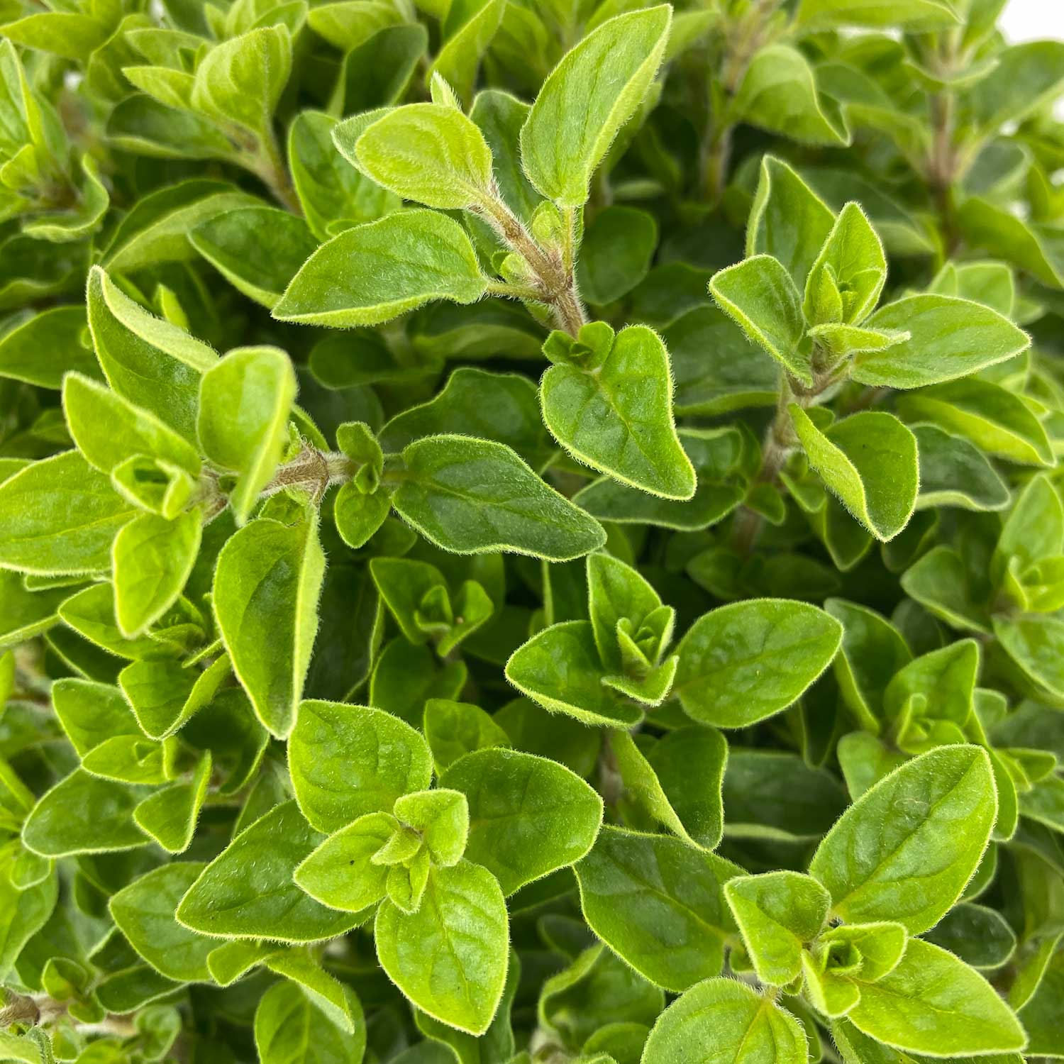 Oregano "Ornella"