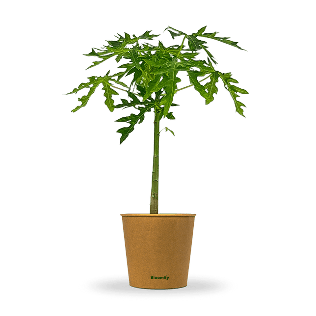 Papaya "Pedro"