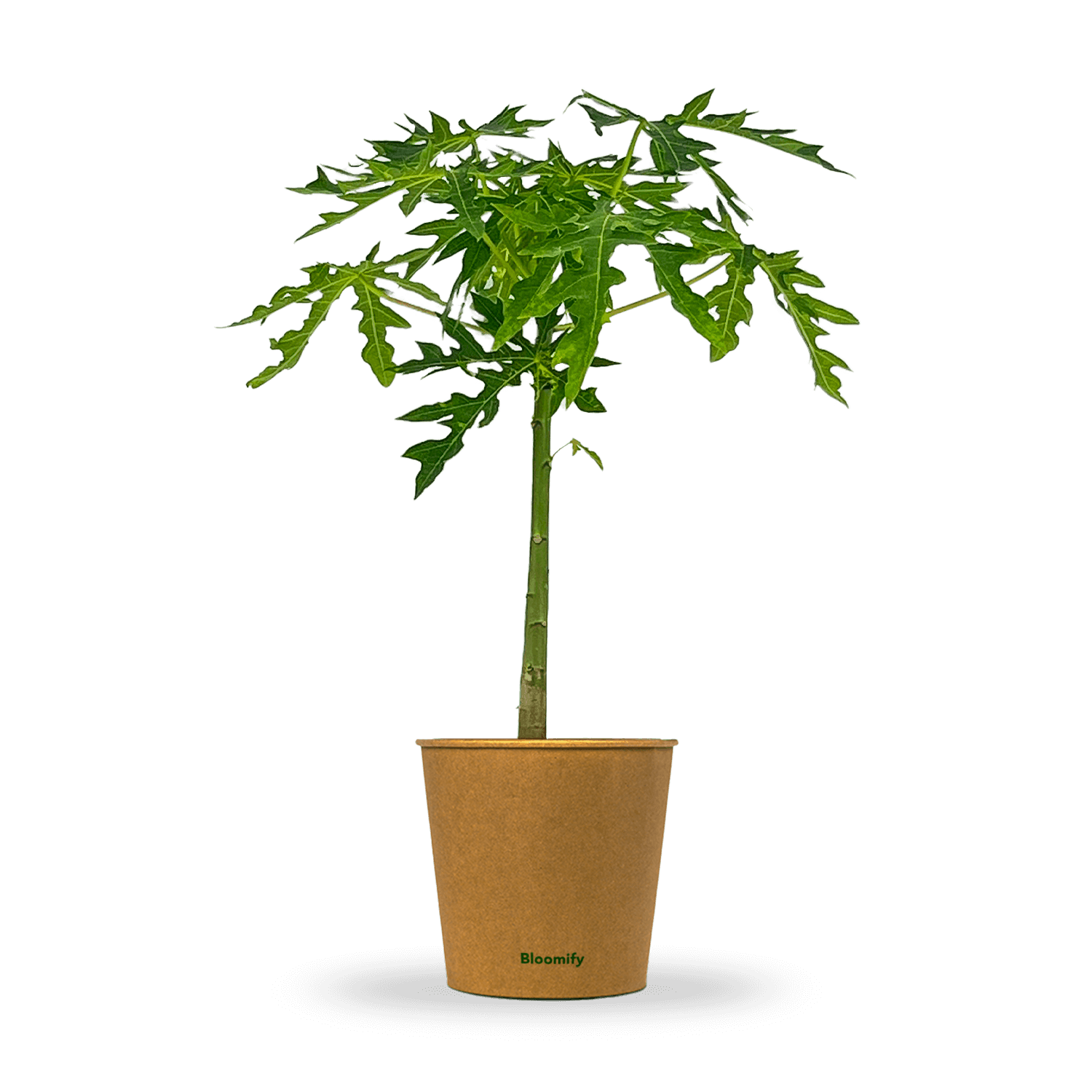 Papaya 