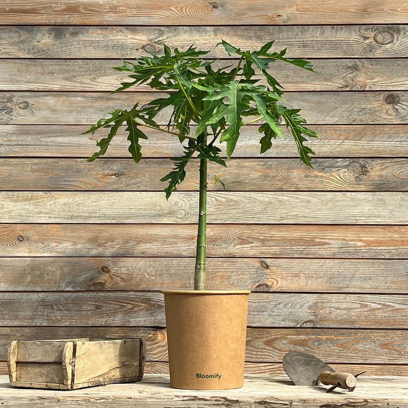 Papaya "Pedro"