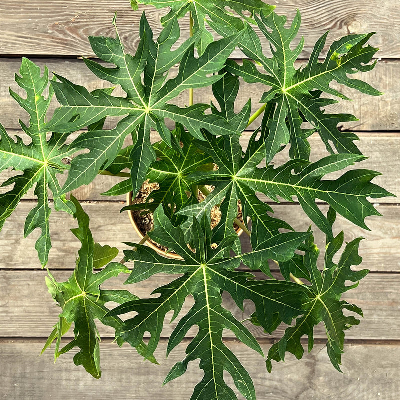 Papaya "Pedro"