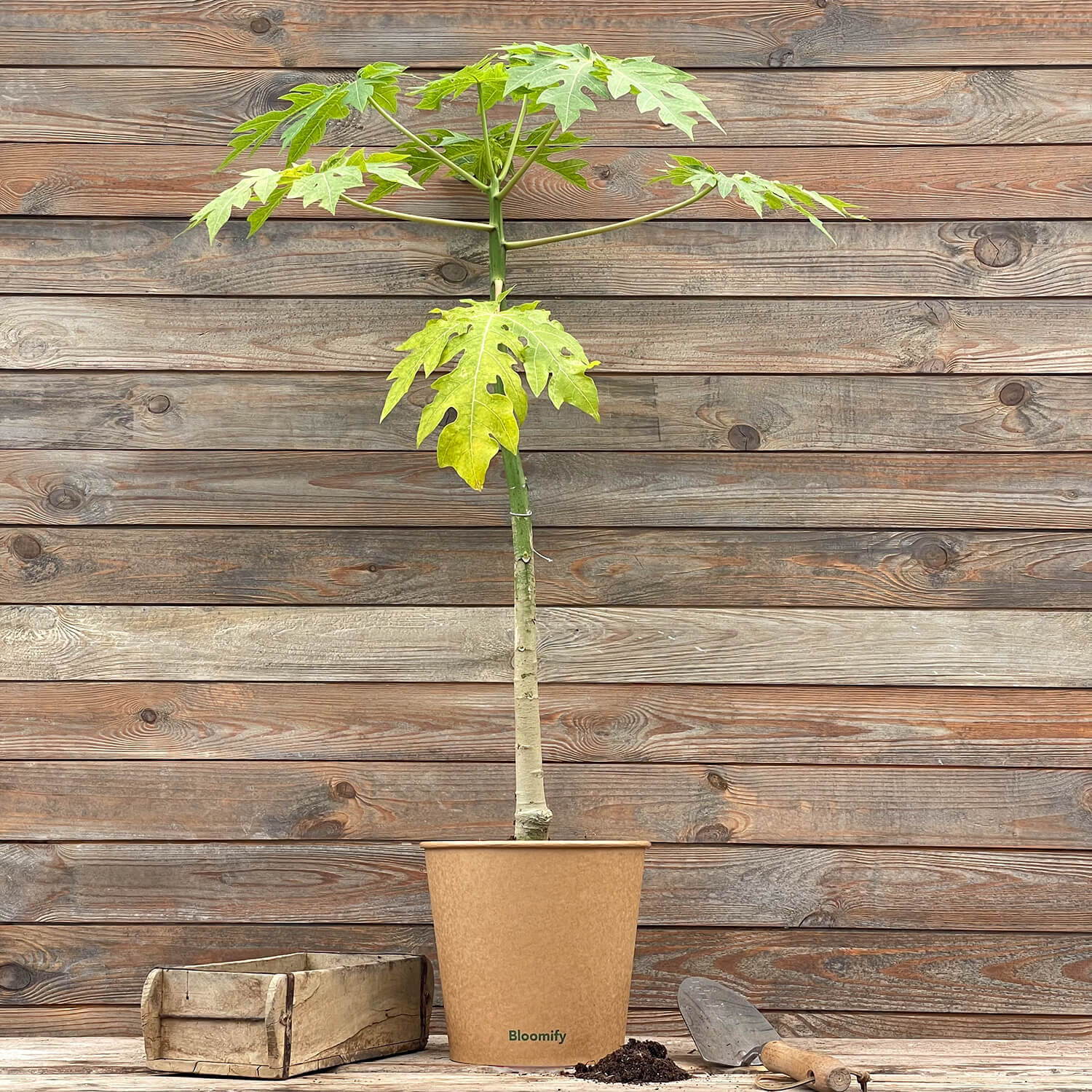 (B-Qualität) Papaya "Pedro"