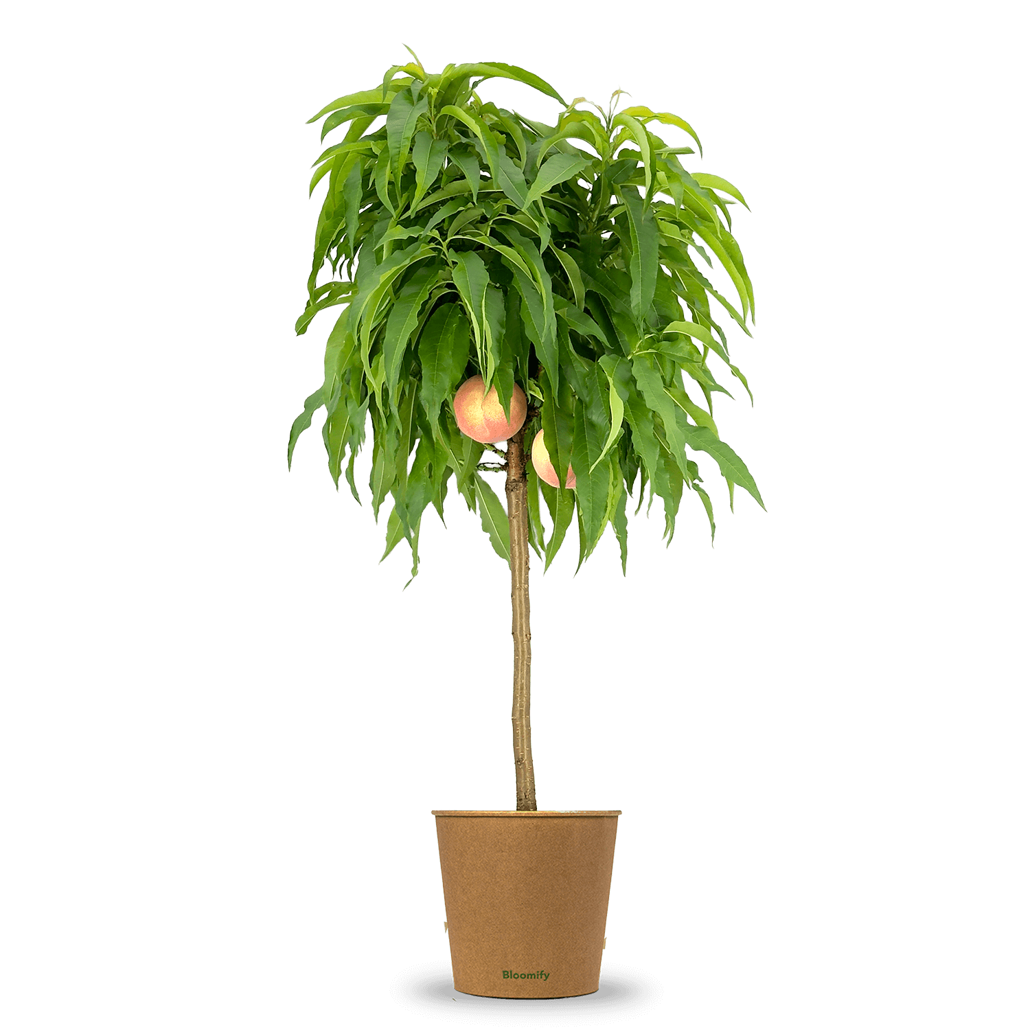 Balkon-Pfirsich "Paul"