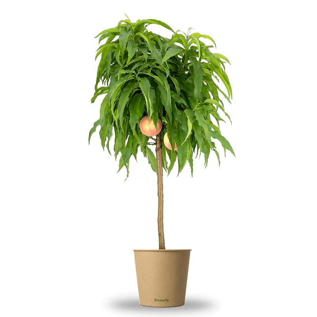 Balkon-Pfirsich "Paul"