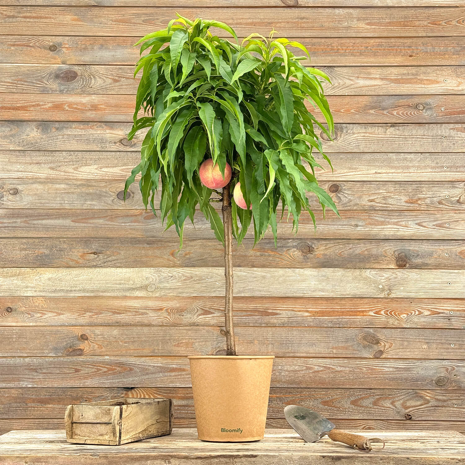 Balkon-Pfirsich "Paul"