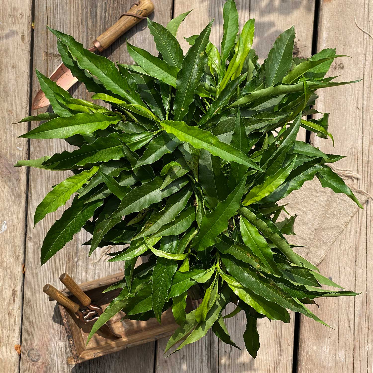 Balkon-Pfirsich "Paul"