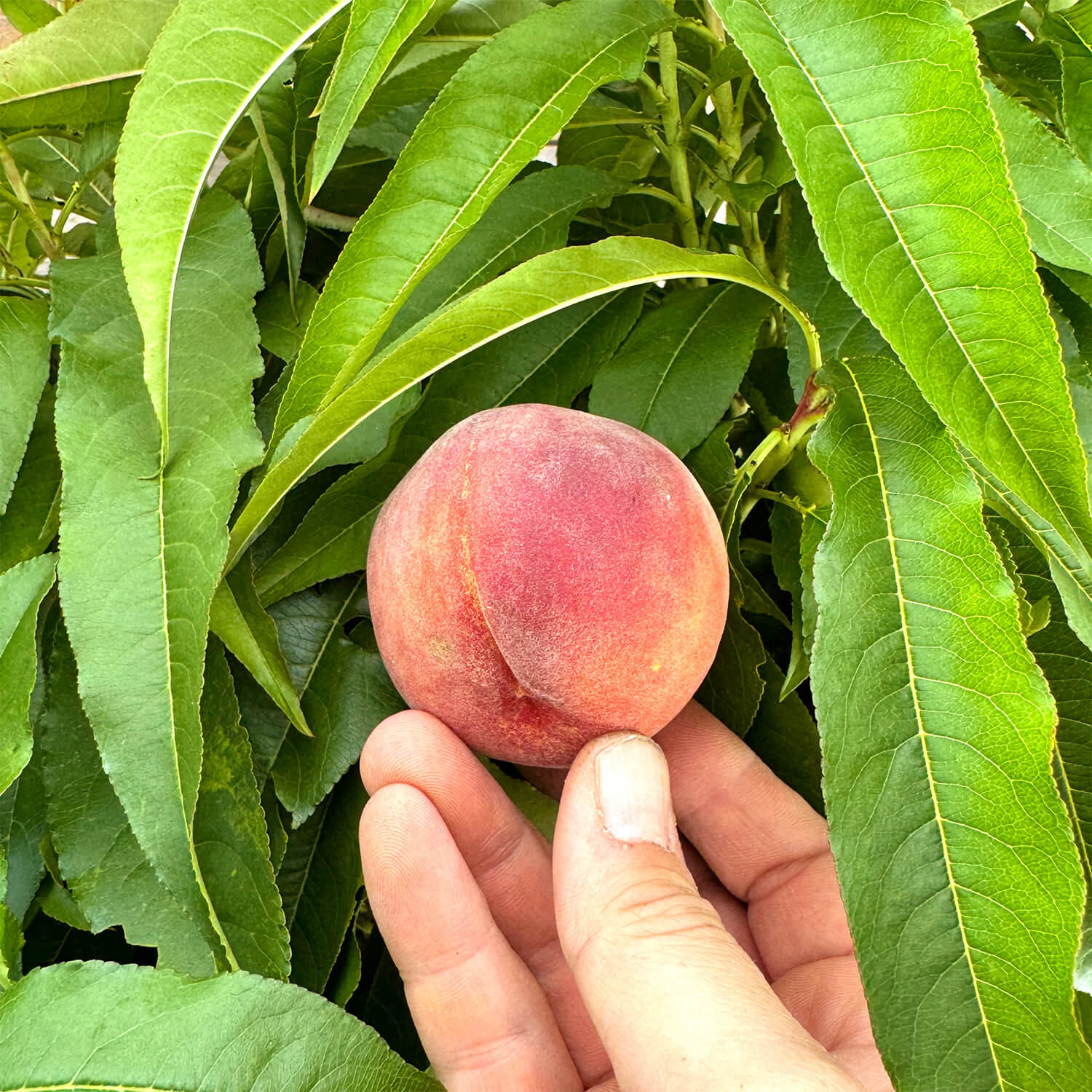 Balkon-Pfirsich "Paul"