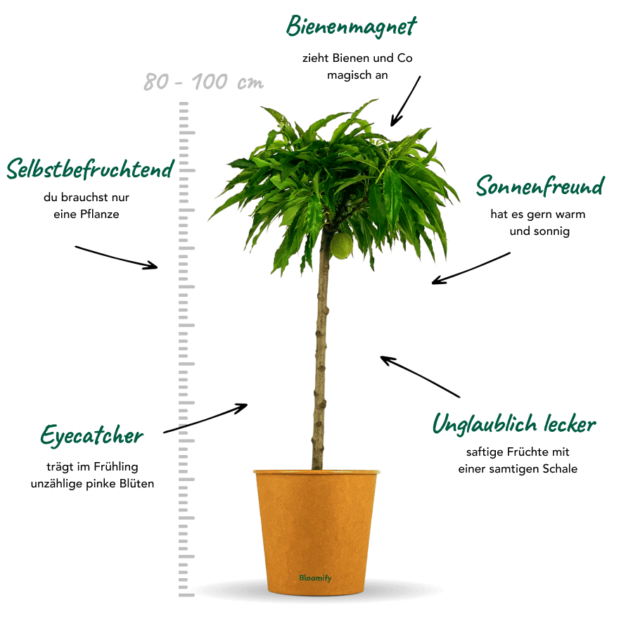 Balkon-Pfirsich "Paul"