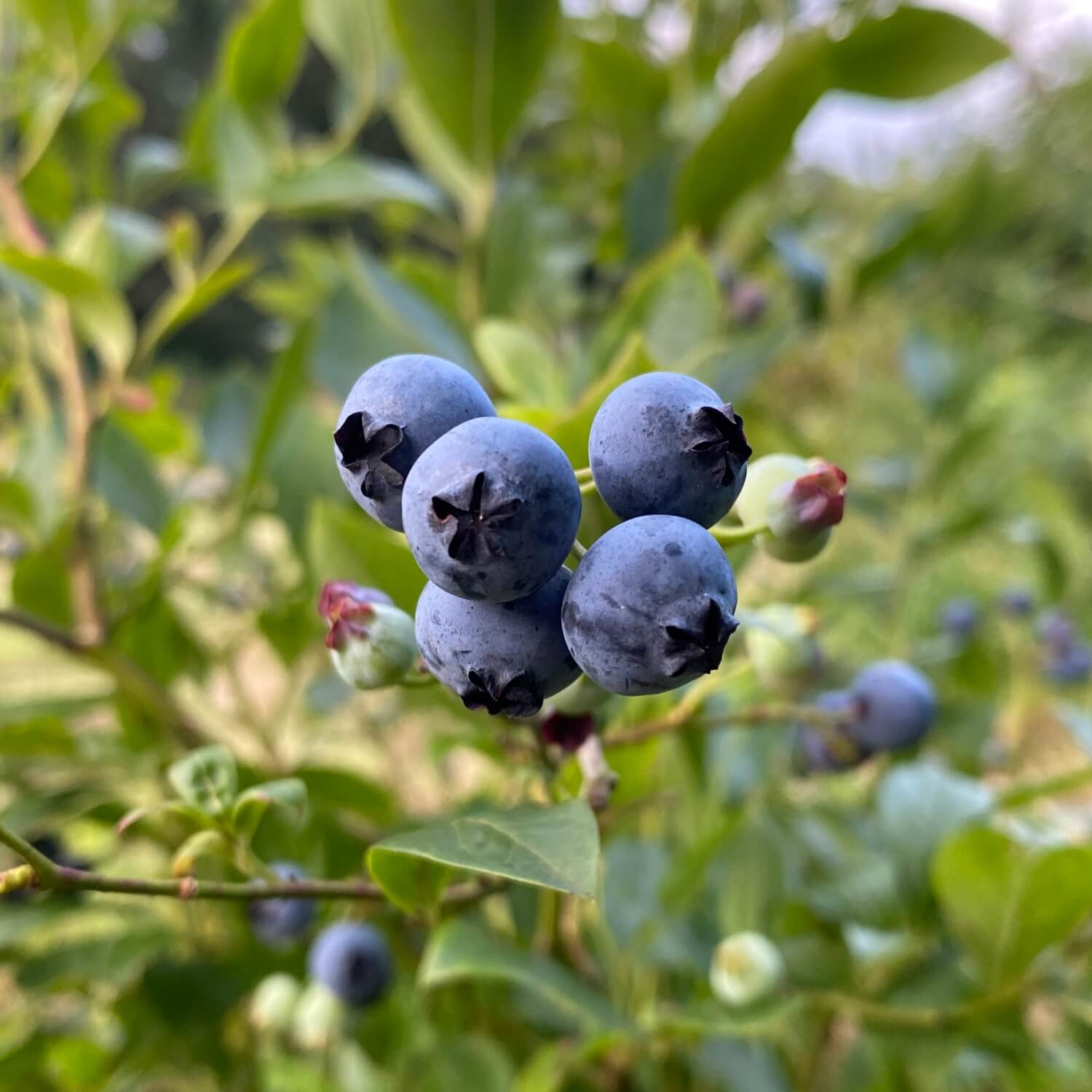 Pflanzenerde torffrei bio "Blaubeeren" (10 L)
