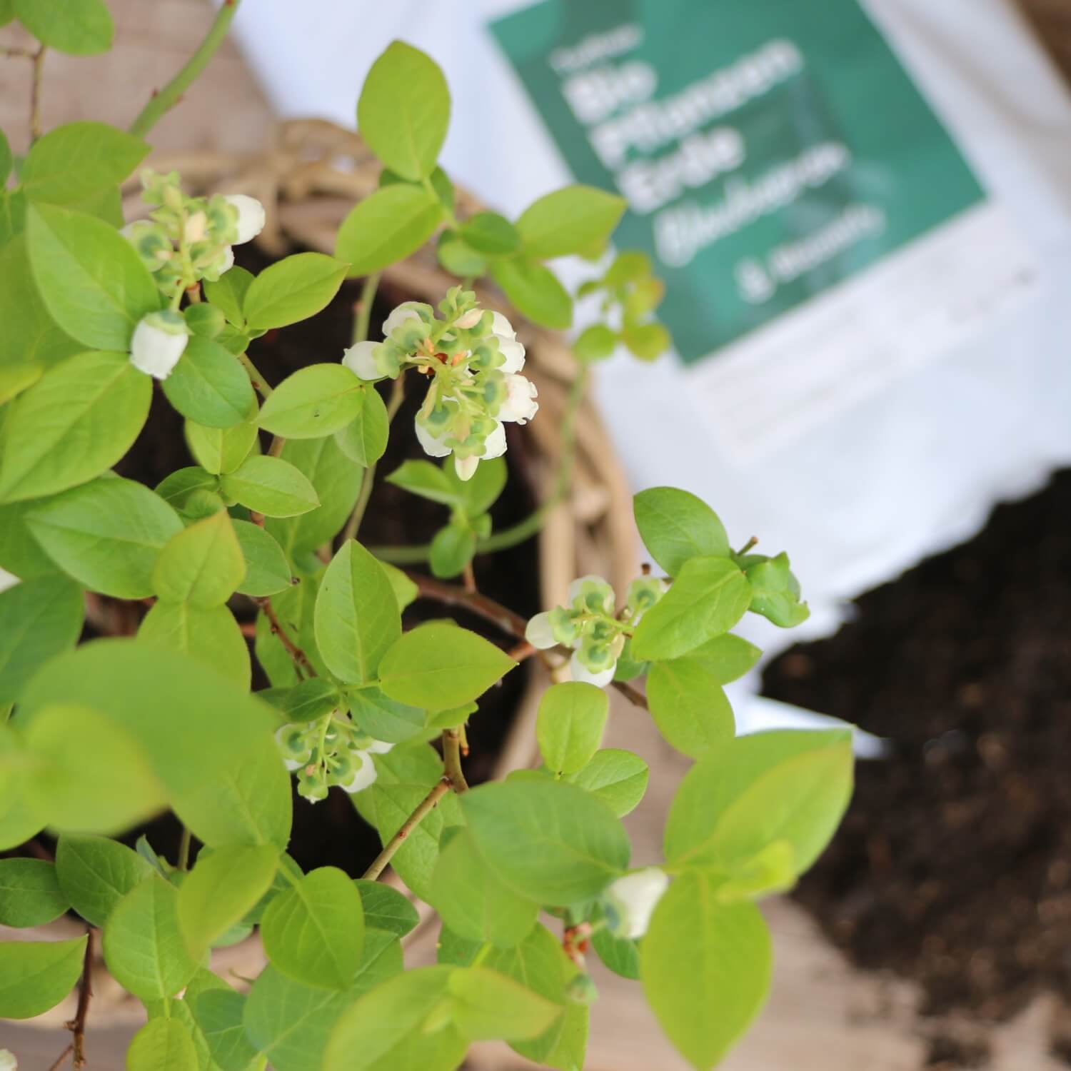 Pflanzenerde torffrei bio "Blaubeeren" (10 L)