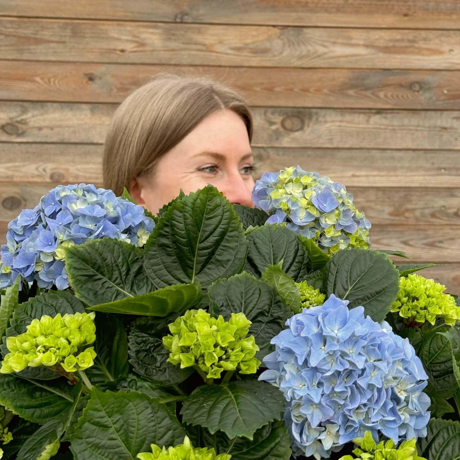 Pflanzenerde torffrei bio "Hortensien" (10 L)