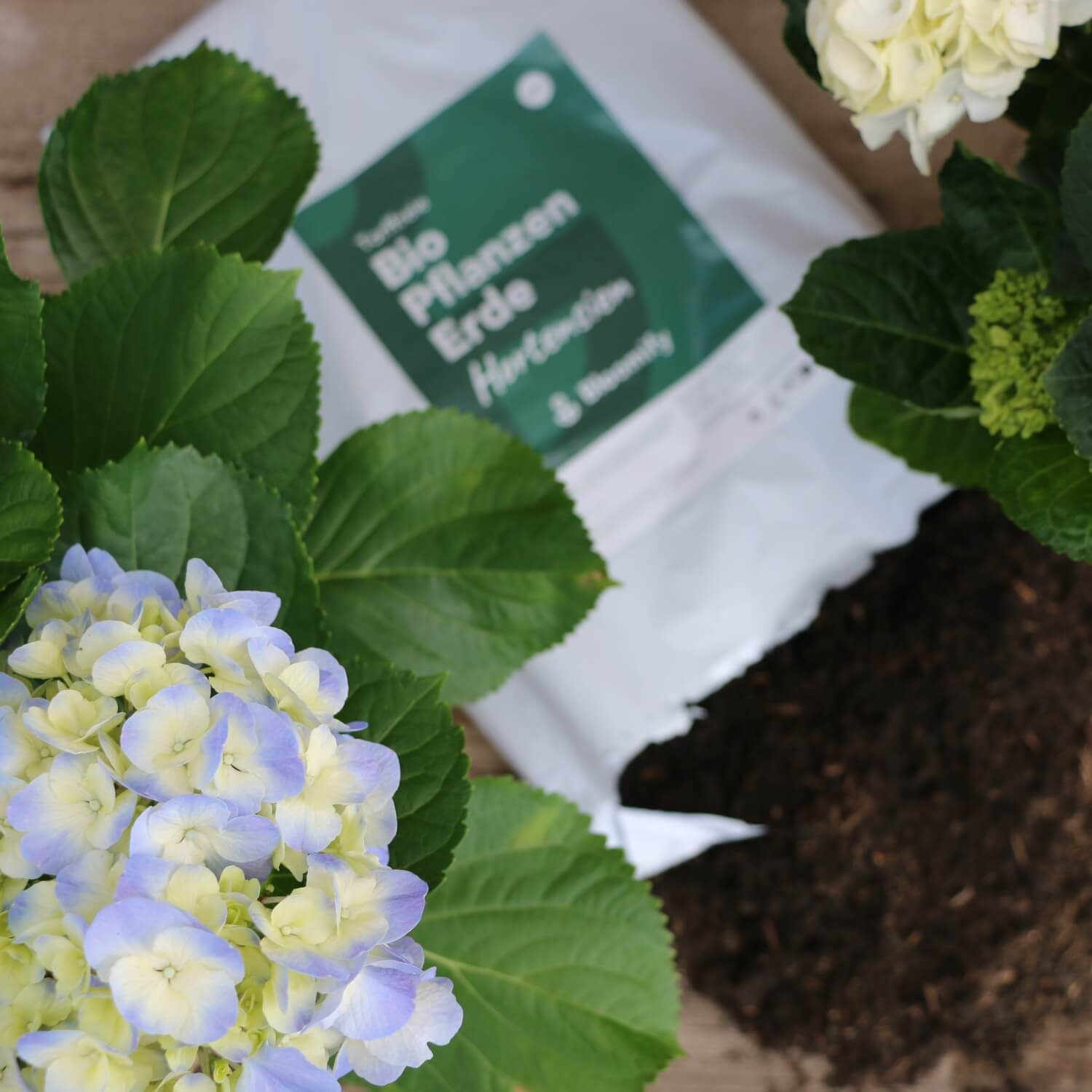 Pflanzenerde torffrei bio "Hortensien" (10 L)