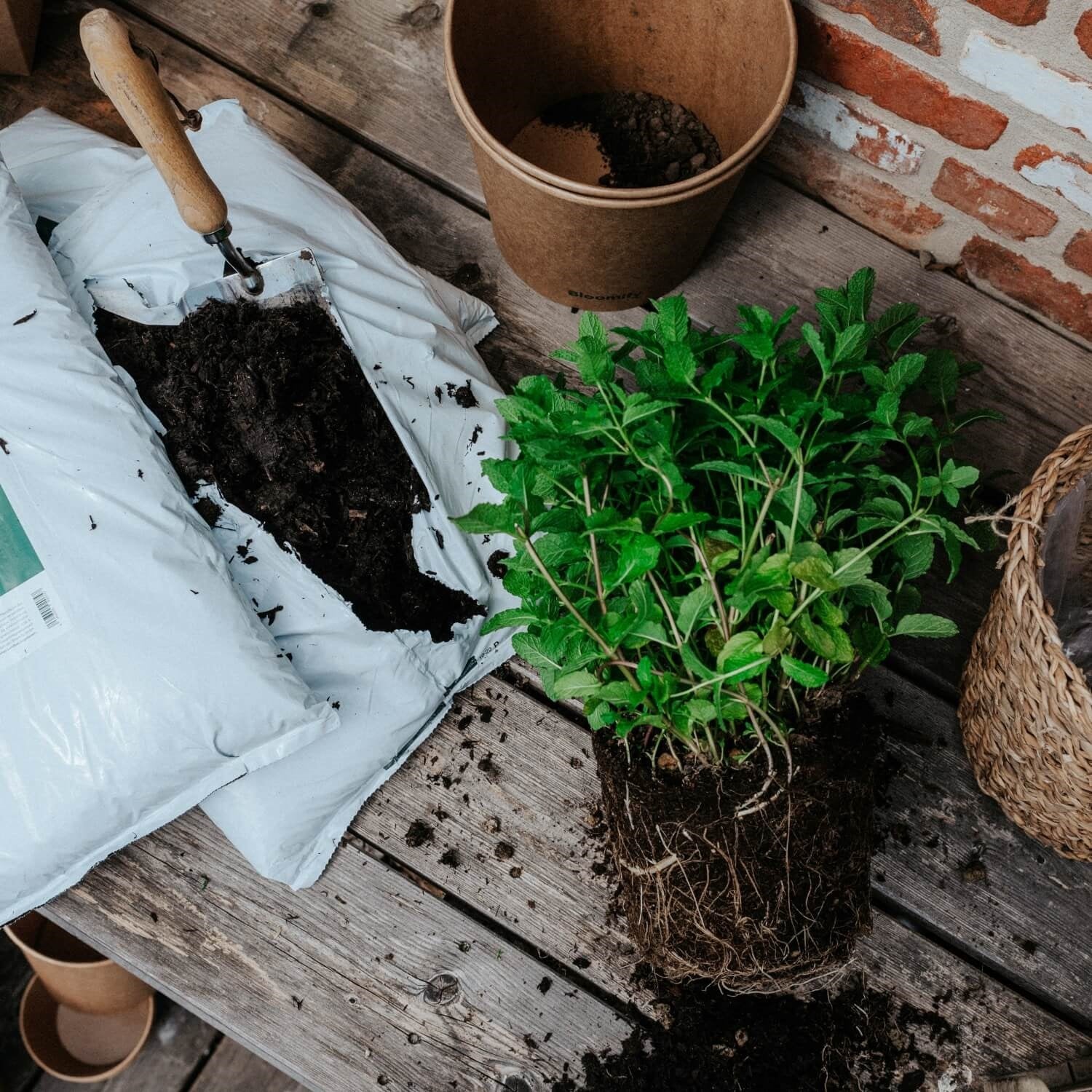 Pflanzenerde torffrei bio "Kräuter & Gemüse" (10 L)