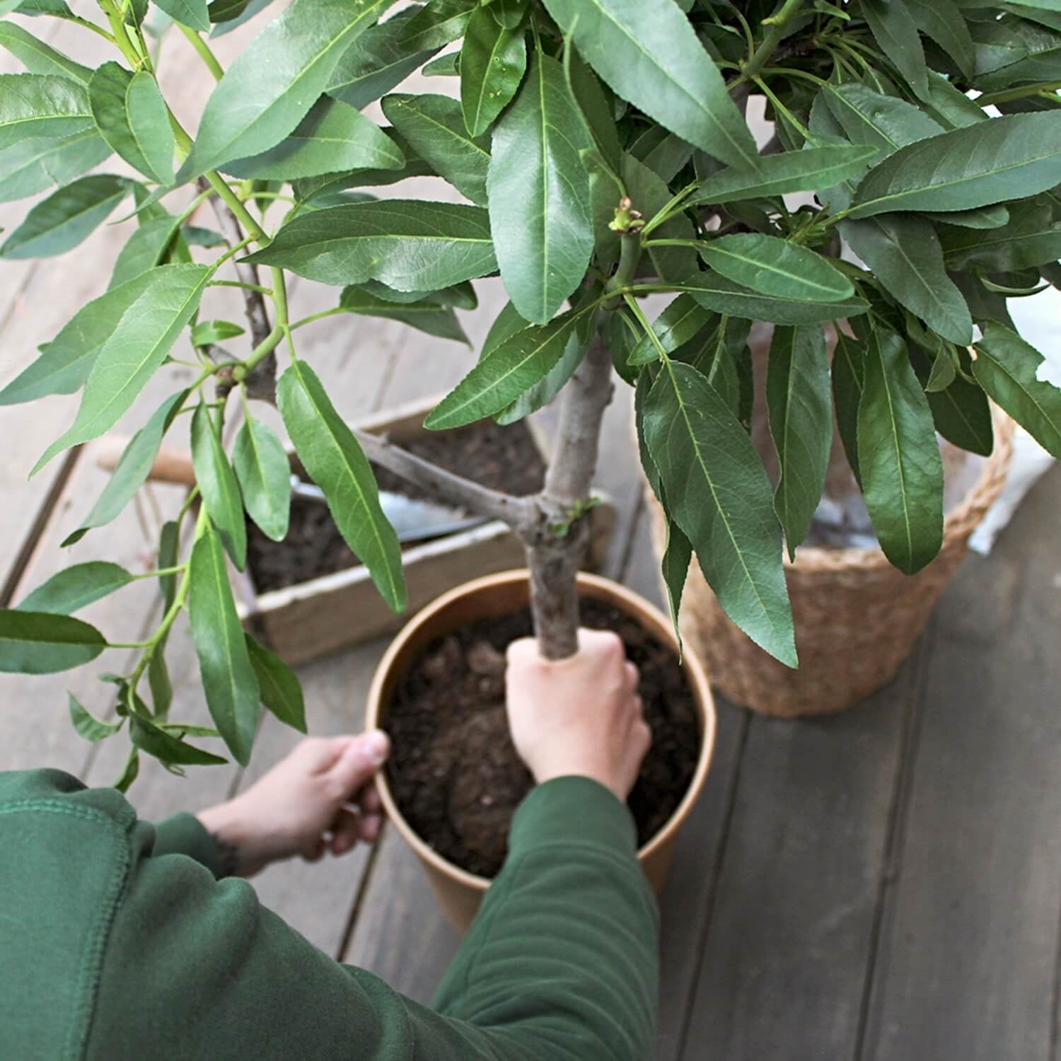 Pflanzenerde torffrei bio "Mediterran" (10 L)