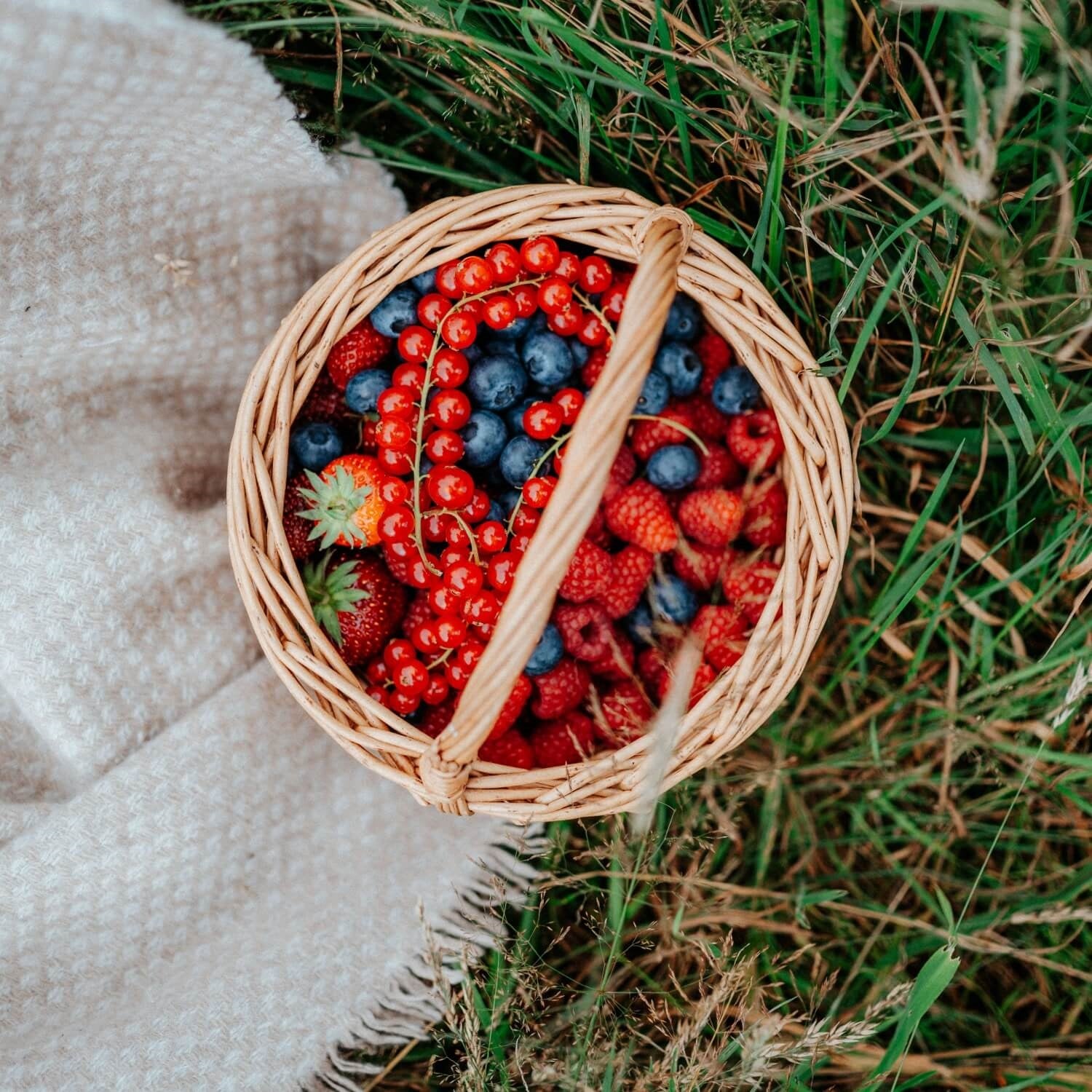 Pflanzenerde torffrei bio "Obst & Beeren" (10 L)