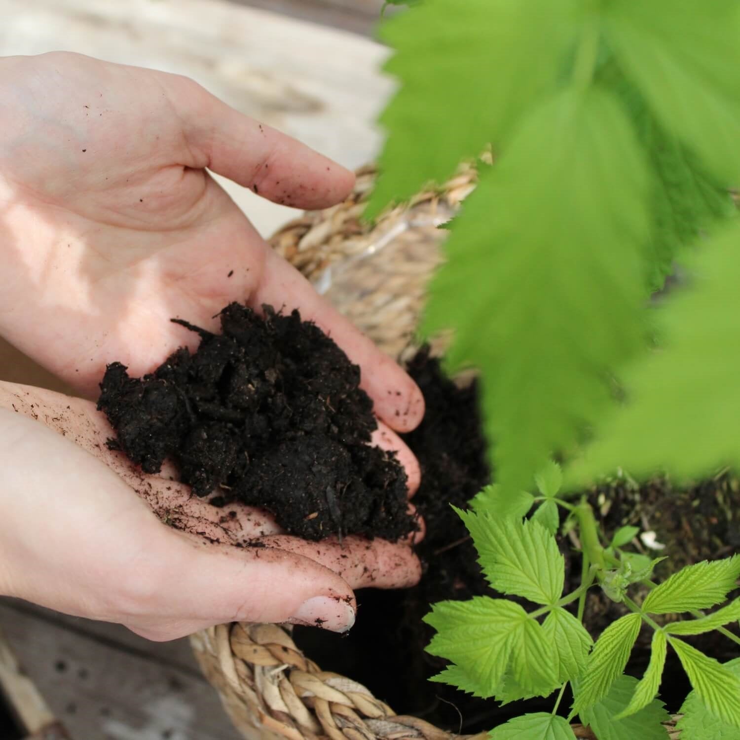 Pflanzenerde torffrei bio "Obst & Beeren" (10 L)