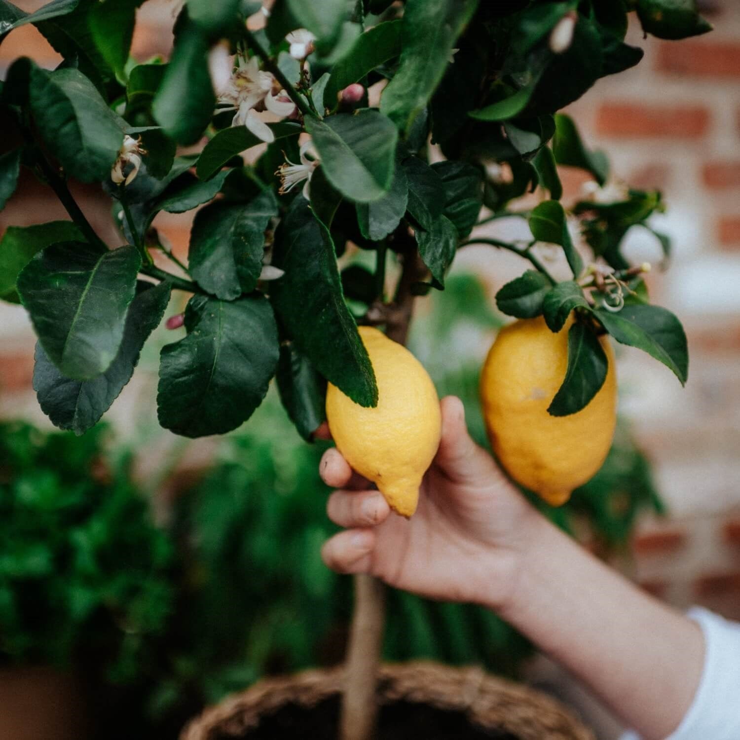 Pflanzenerde torffrei bio "Zitrus" (10 L)