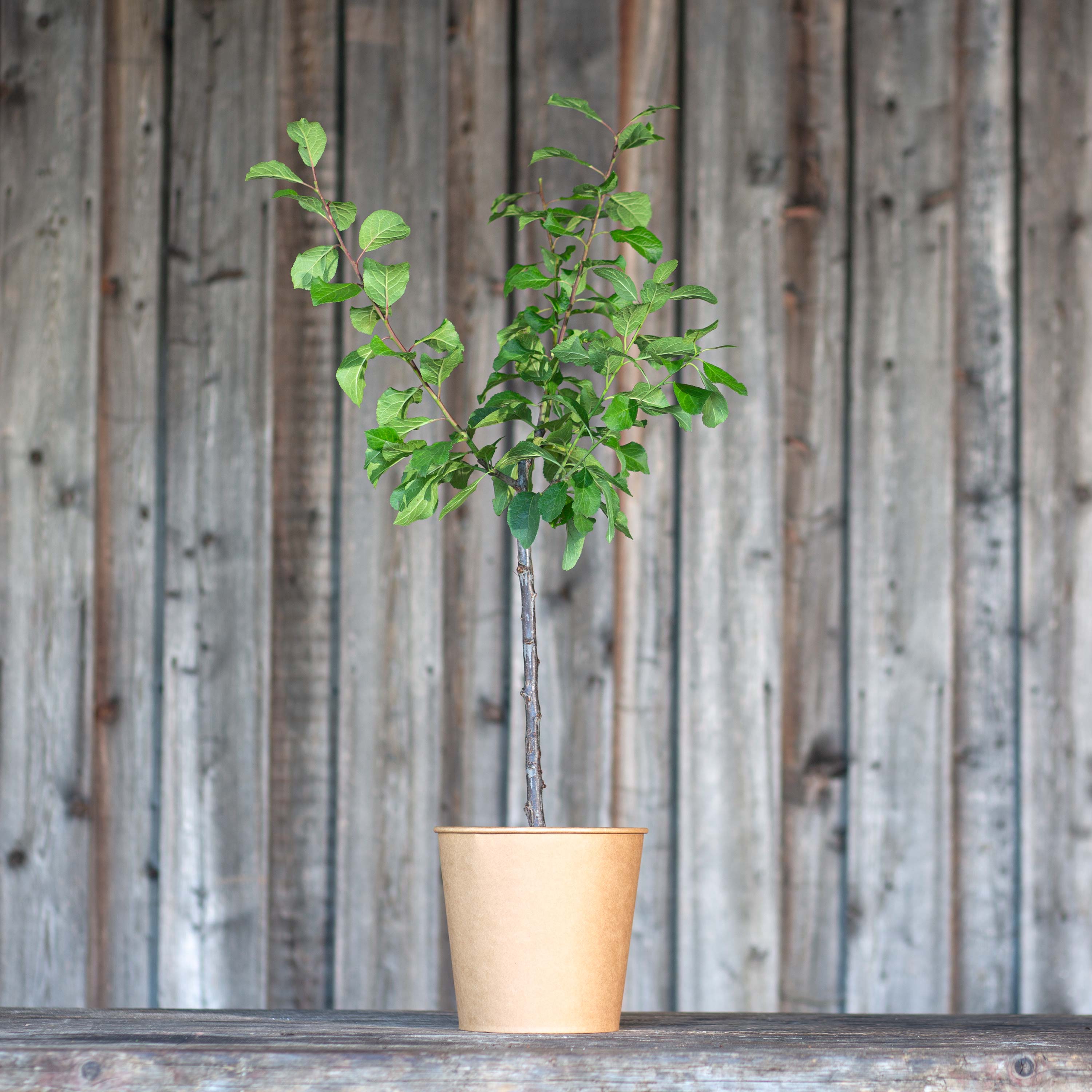 Pflaume "Paula" (Bio)