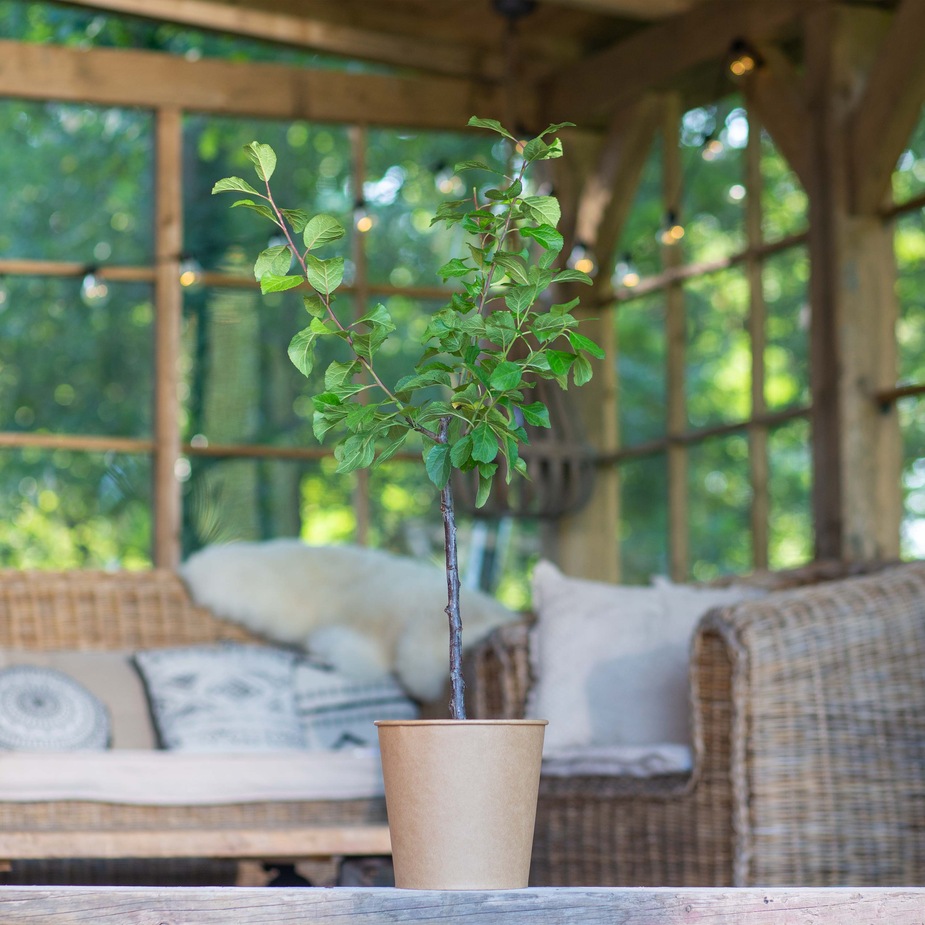 Pflaume "Paula" (Bio)