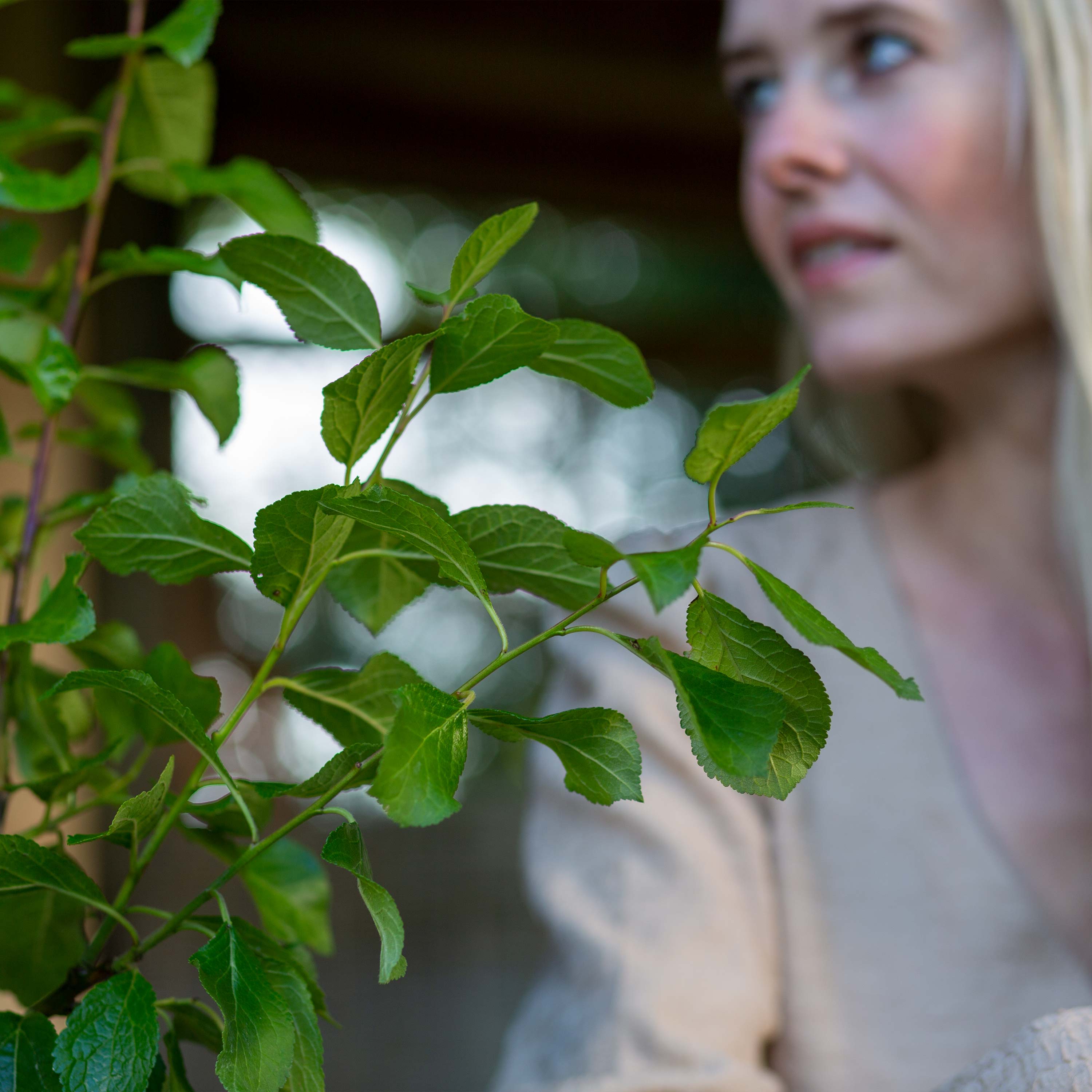 Pflaume "Paula" (Bio)