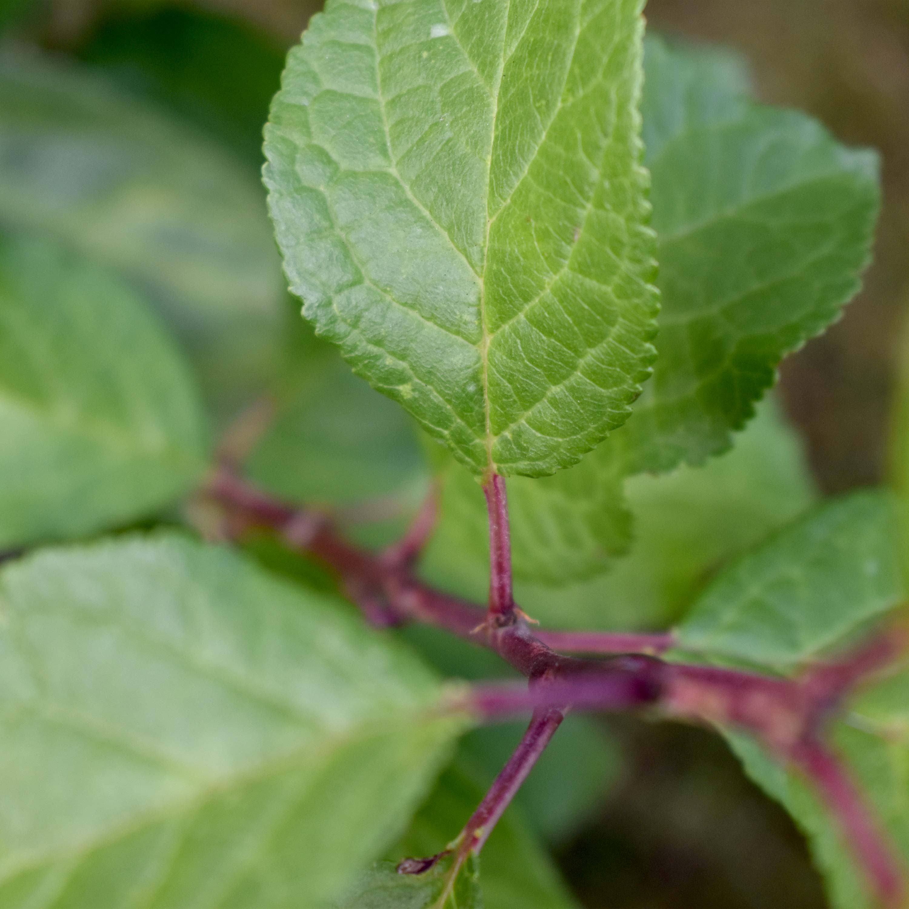 Pflaume "Paula" (Bio)