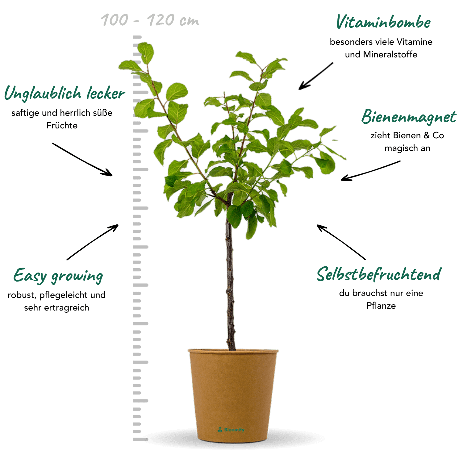 Pflaume "Paula" (Bio)