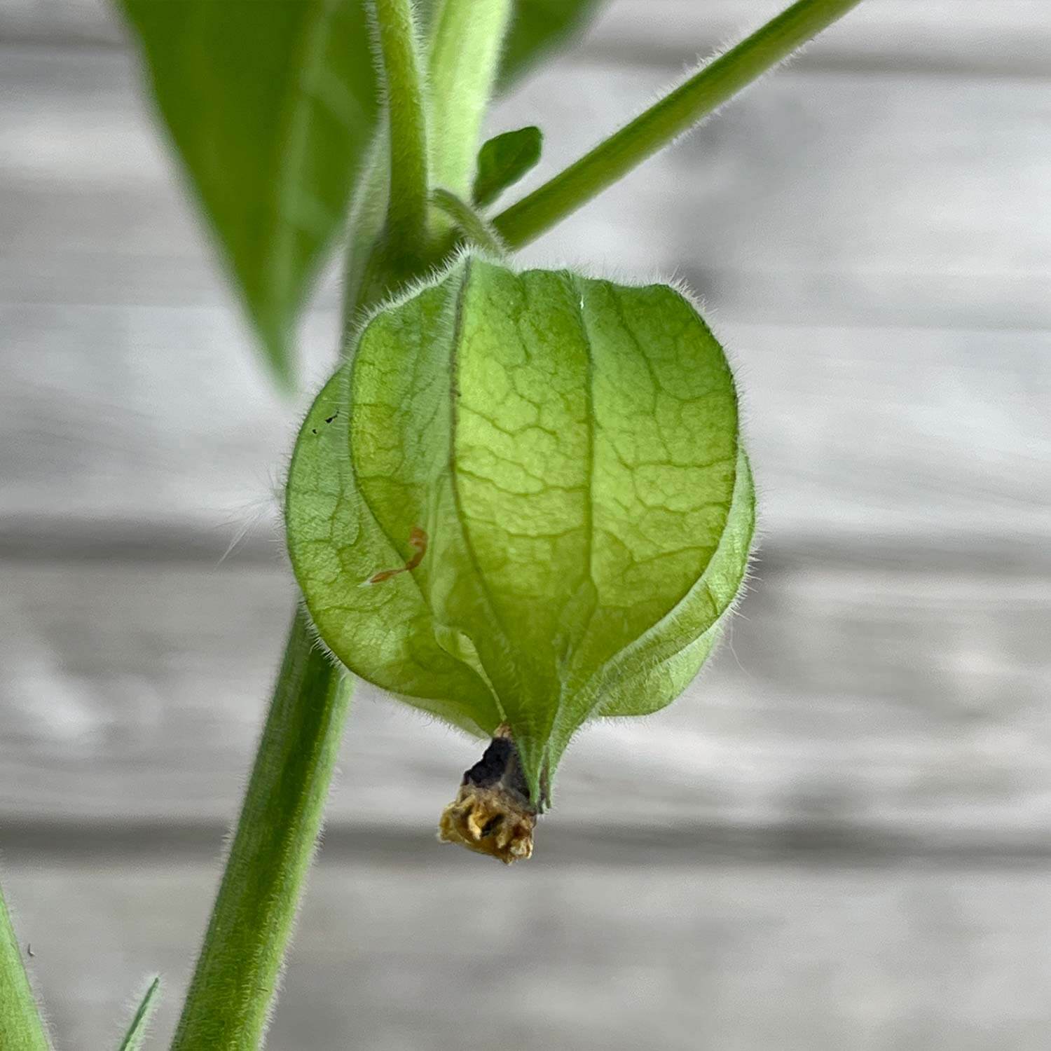Physalis "Phibie"