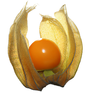 Physalis "Phibie"