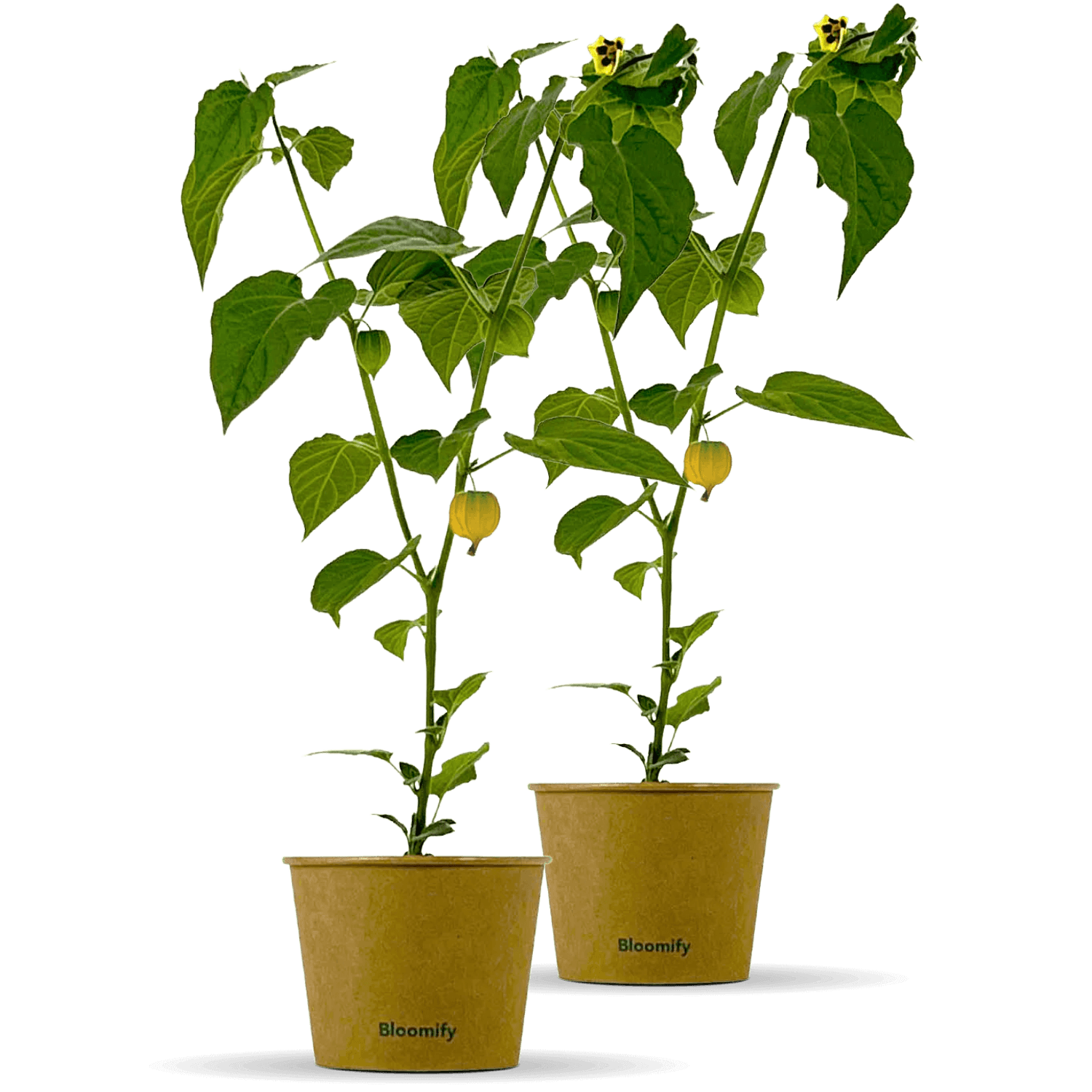 2 x Physalis "Phibie"