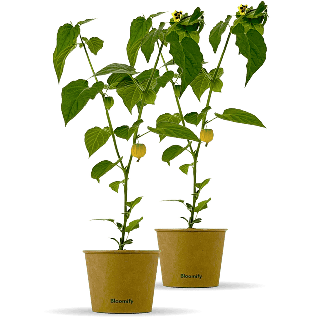 2 x Physalis "Phibie"