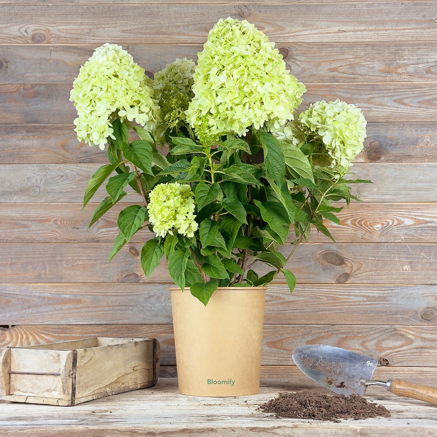 Rispenhortensie "Hedwig"