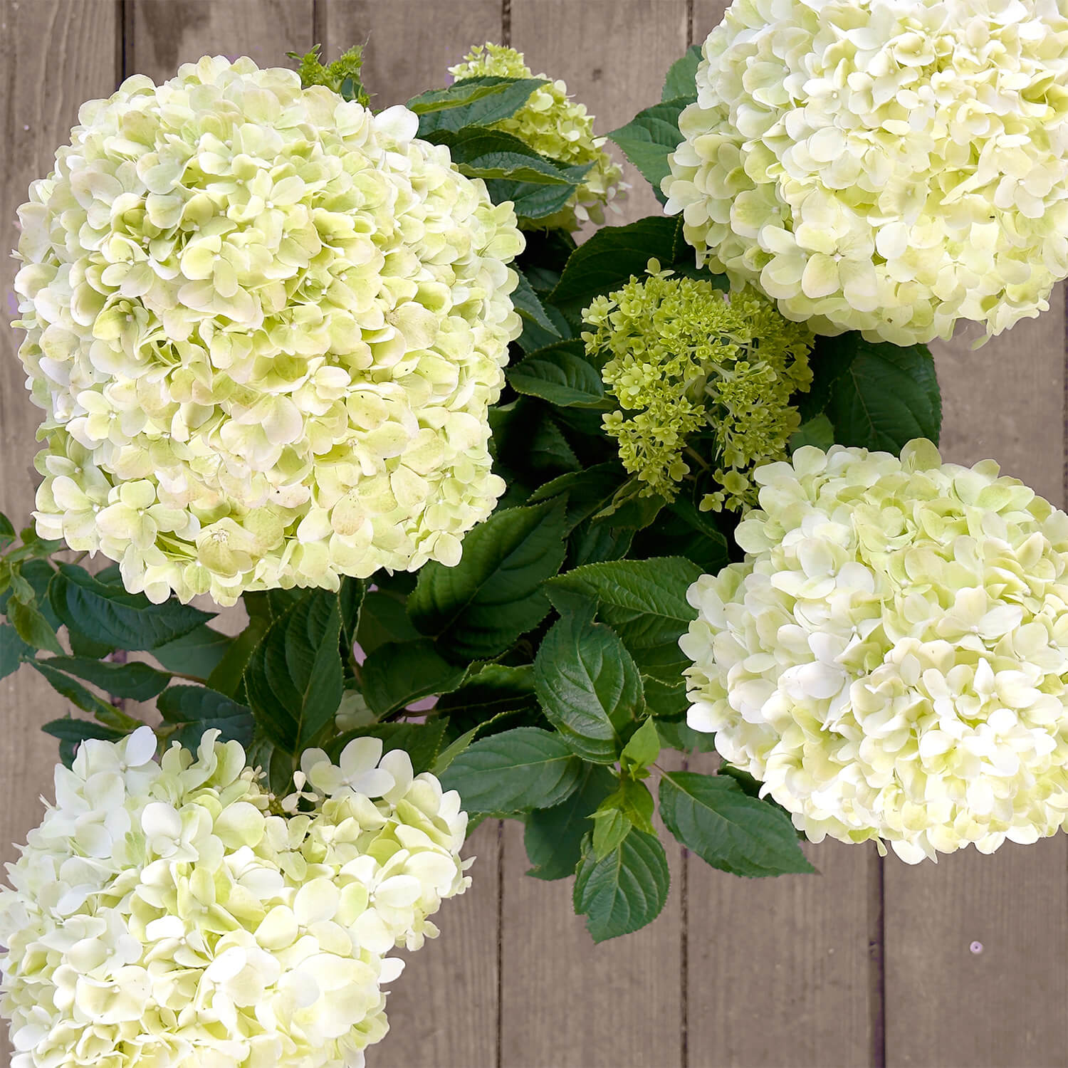 Rispenhortensie "Hedwig"