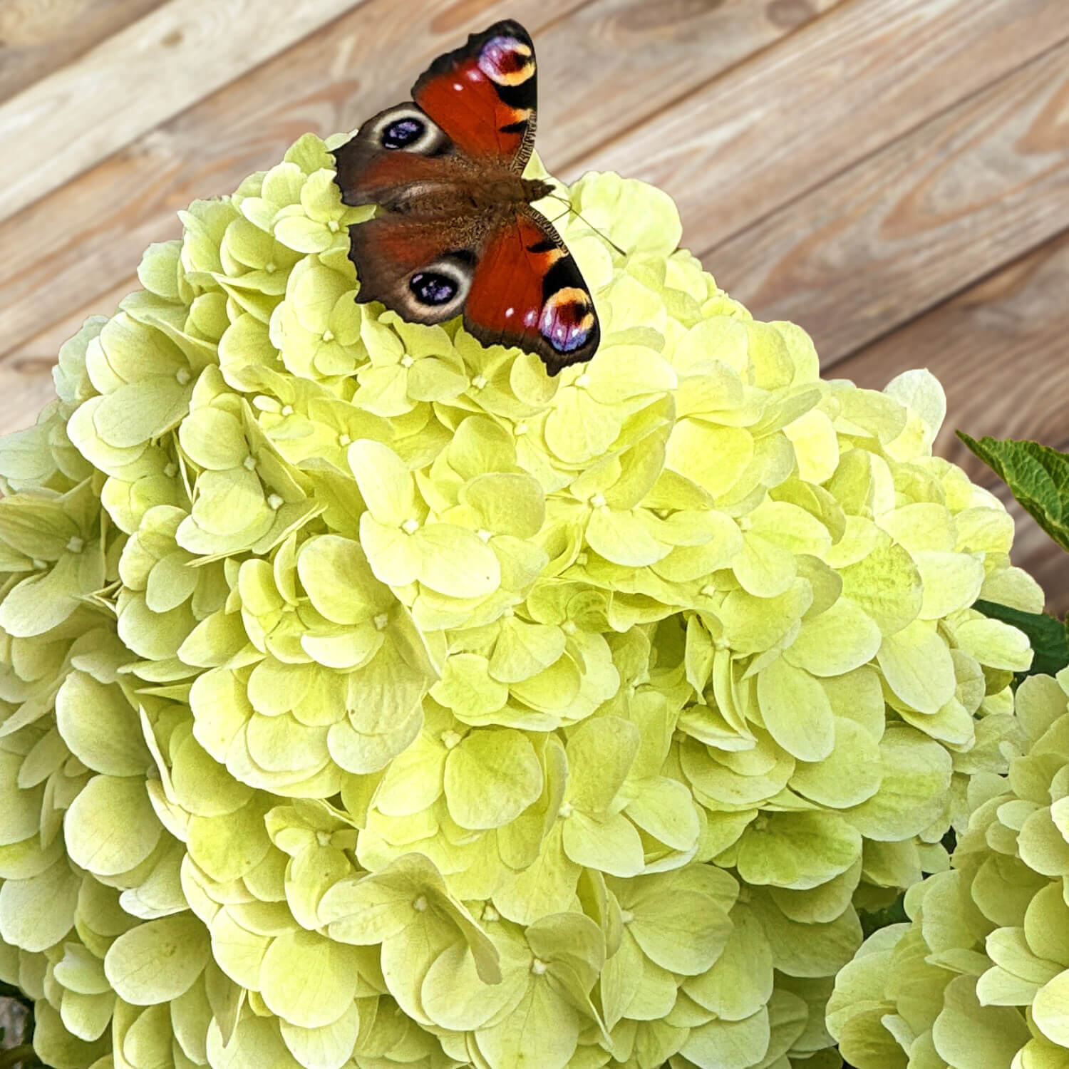 Rispenhortensie "Hedwig"