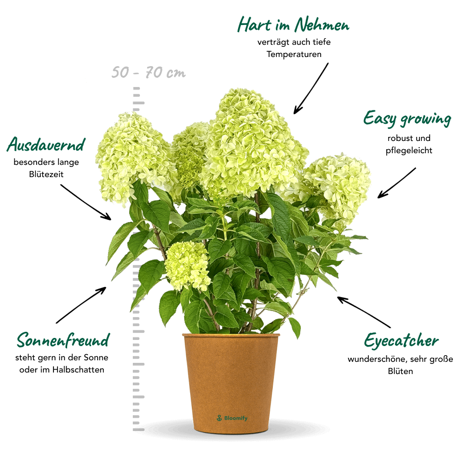 Rispenhortensie "Hedwig"