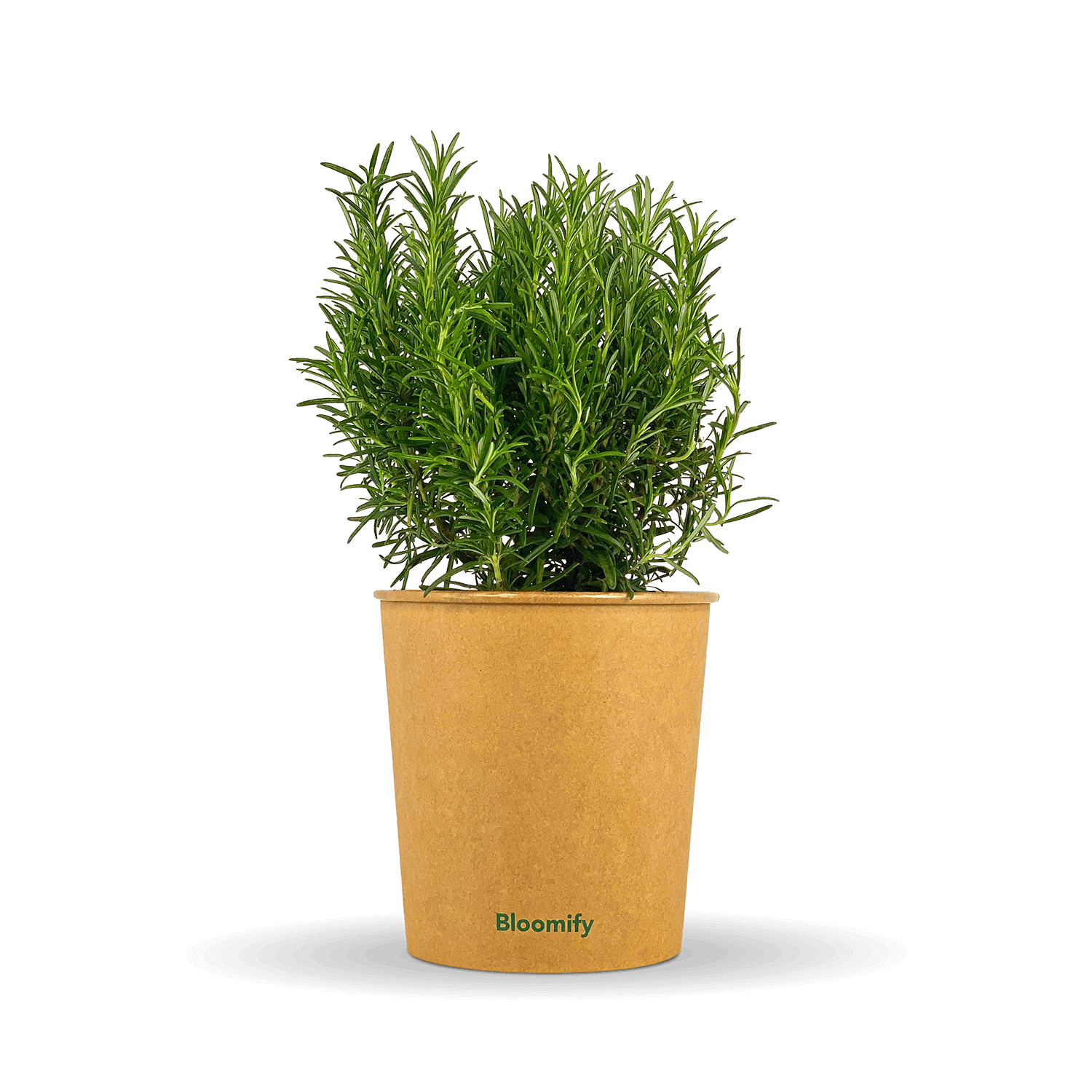 Rosmarin „Rosemarie“ – Kräuterpflanze in Gärtnerqualität kaufen
