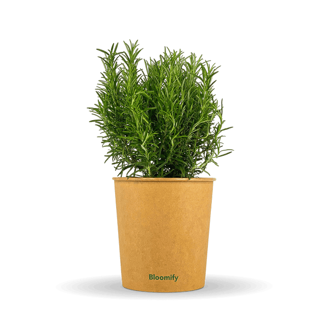 Rosmarin "Rosemarie"