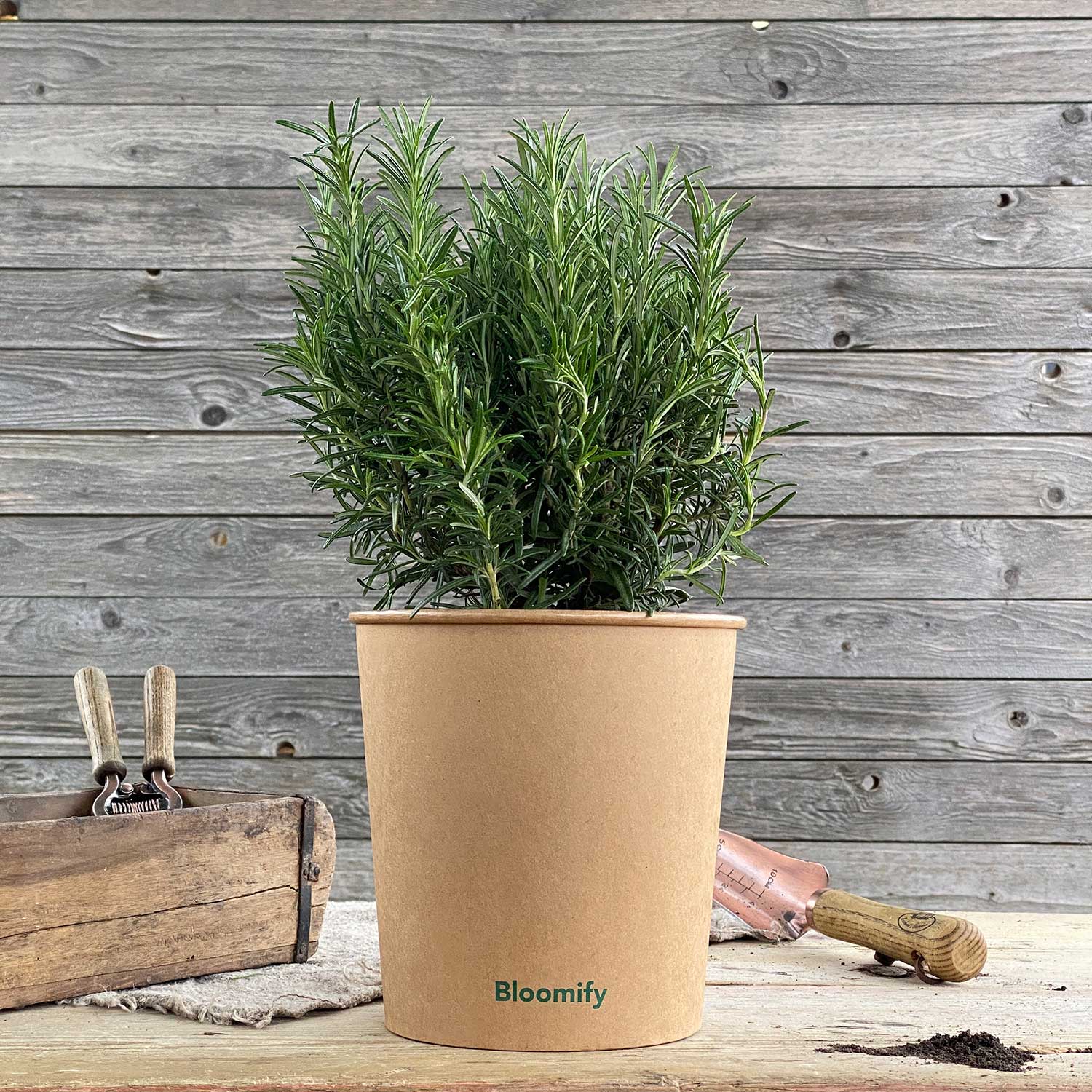 Rosmarin "Rosemarie"