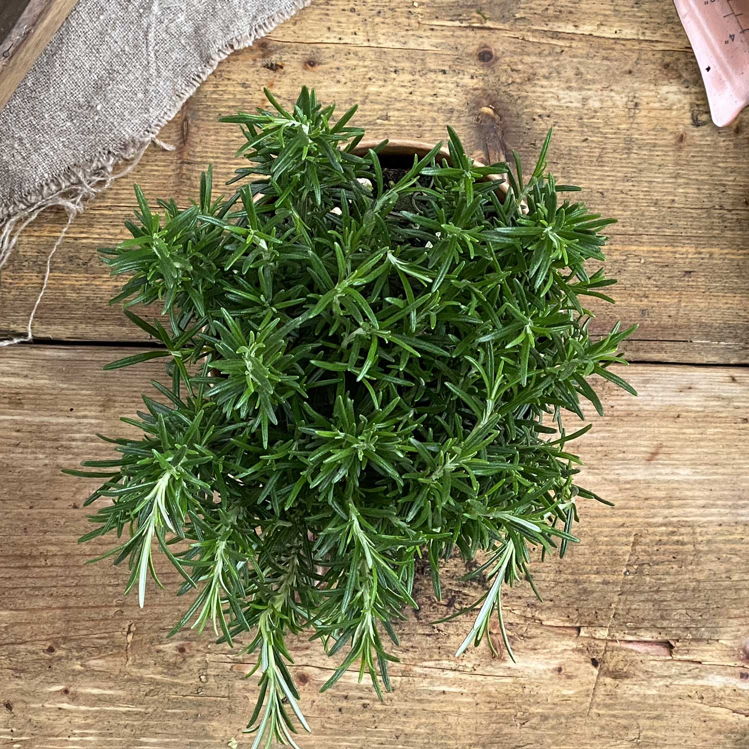 Rosmarin "Rosemarie"