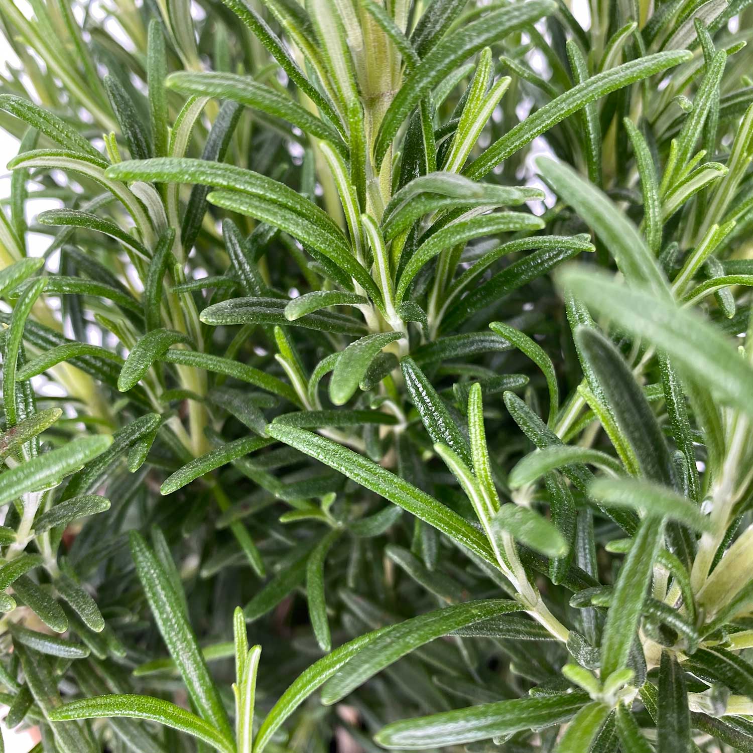 Rosmarin "Rosemarie"