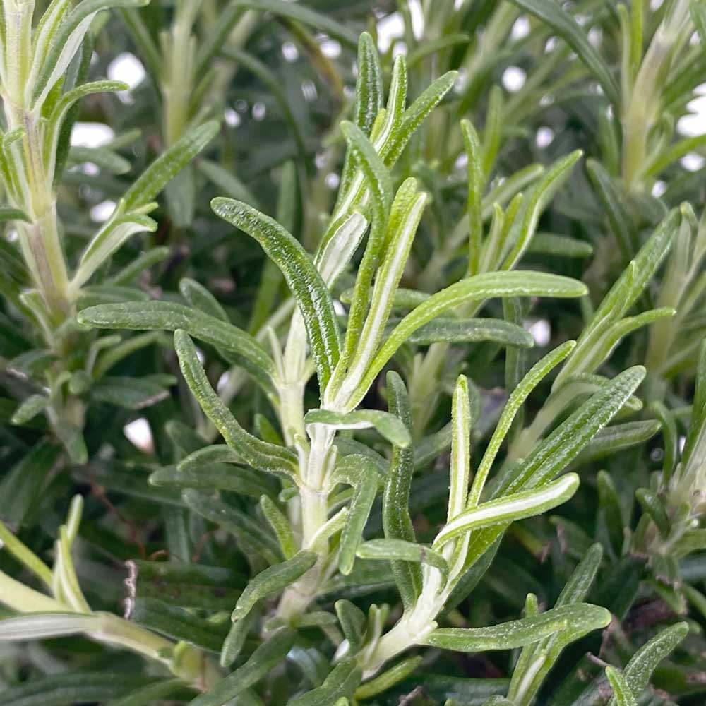 Rosmarin "Rosemarie"