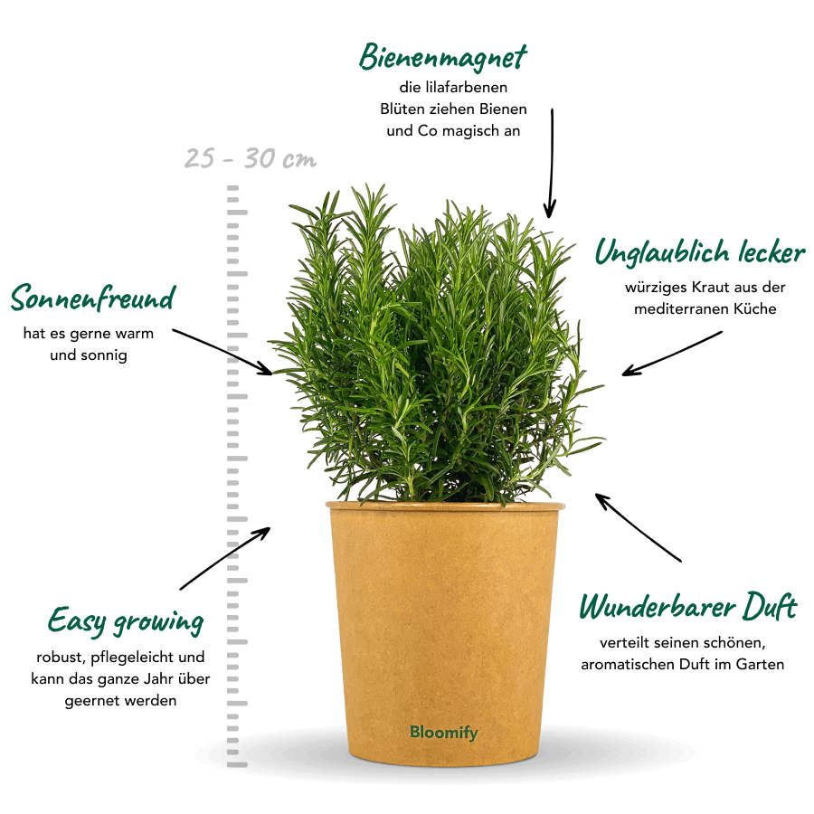 Rosmarin "Rosemarie"