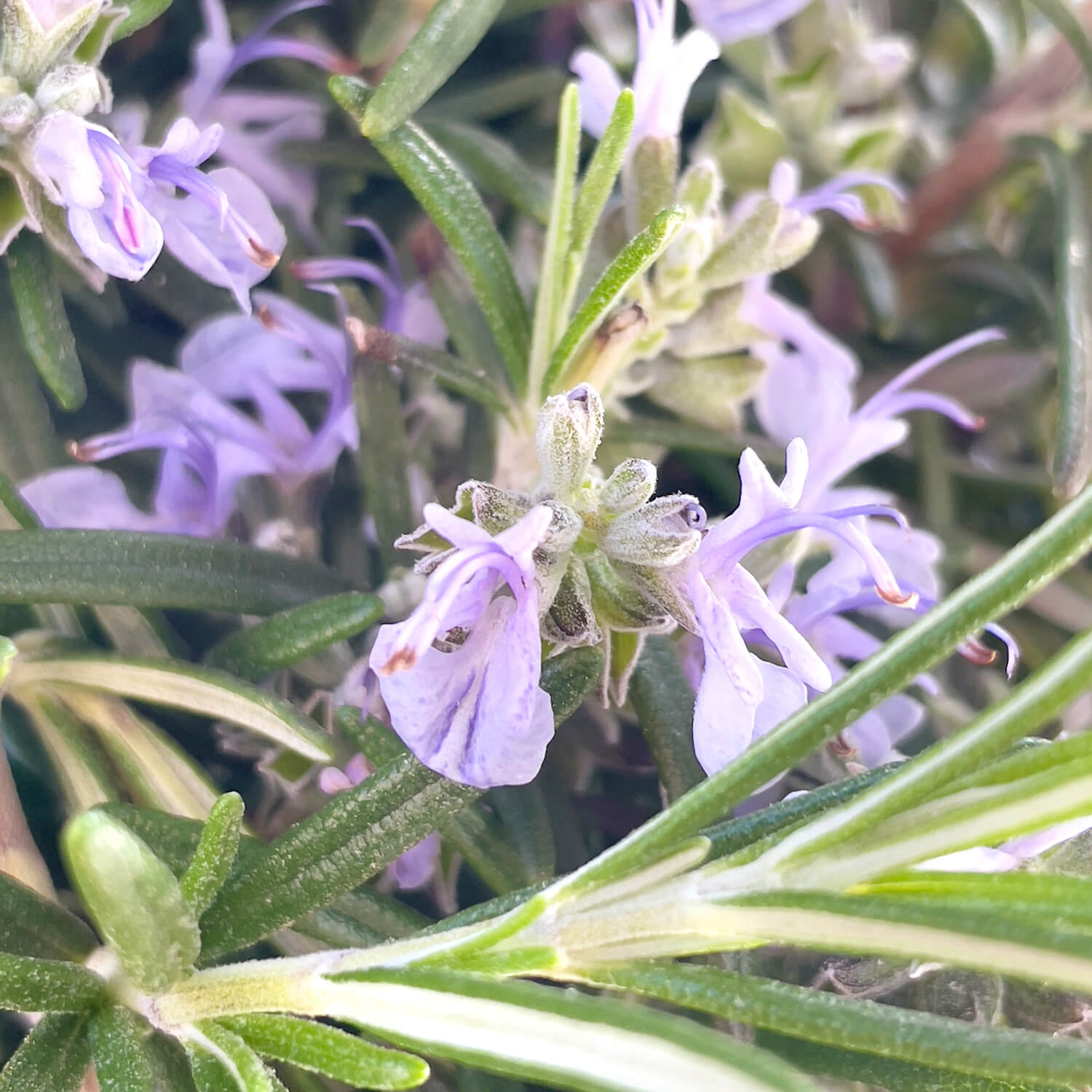 Rosmarin Stamm "Robert"